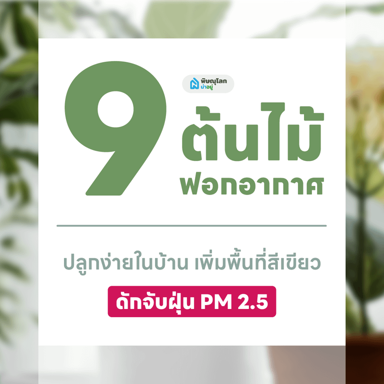 9 ต้นไม้ฟอกอากาศ ปลูกต้นไม้ในบ้านง่ายๆ ช่วยดักจับฝุ่น