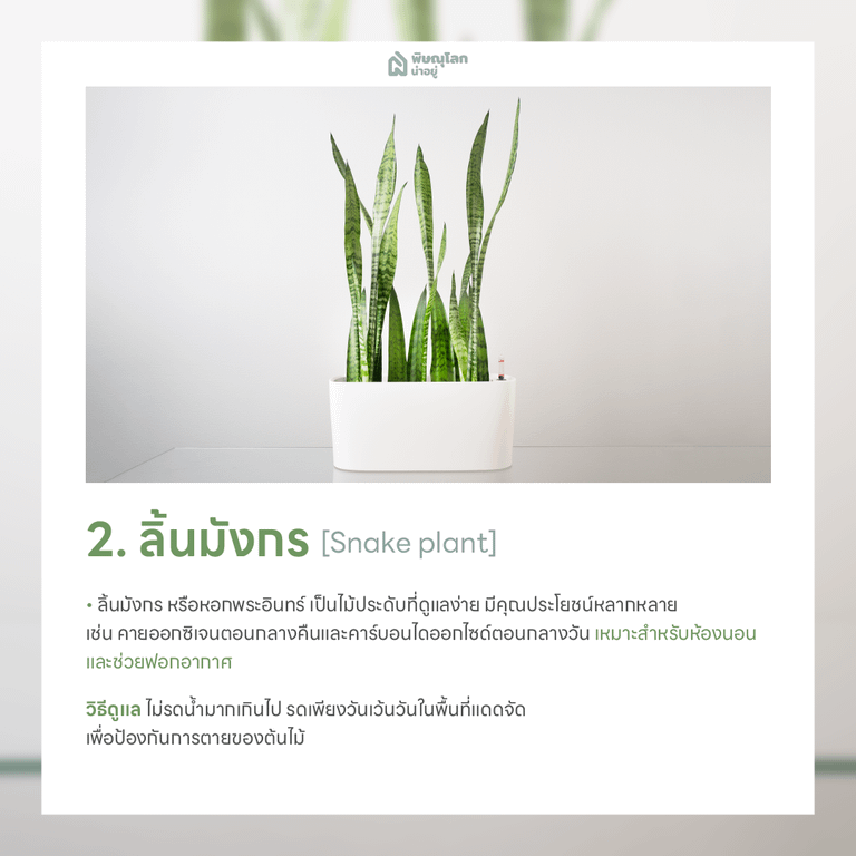 ลิ้นมังกร ต้นไม้ฟอกอากาศ ปลูกต้นไม้ในบ้านง่ายๆ ช่วยดักจับฝุ่น