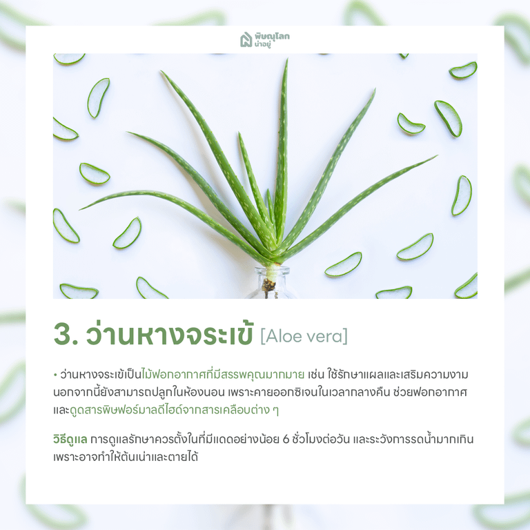 ว่านหางจระเข้ ต้นไม้ฟอกอากาศ ปลูกต้นไม้ในบ้านง่ายๆ ช่วยดักจับฝุ่น
