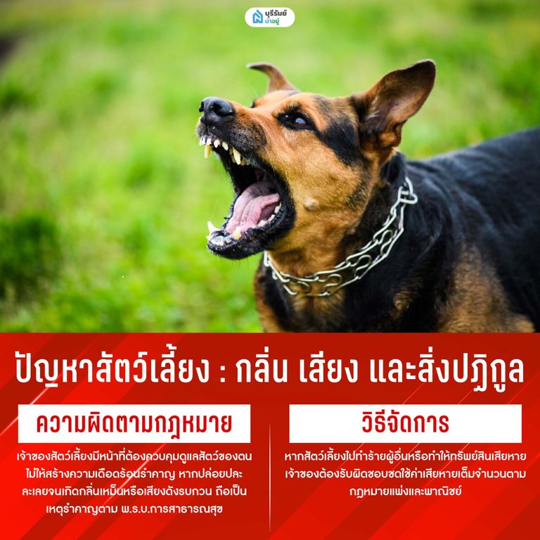ปัญหาสัตว์เลี้ยง: กลิ่น เสียง และสิ่งปฏิกูล