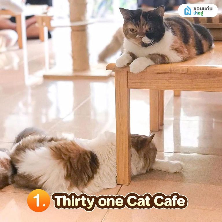 Thirty one Cat Cafe คาเฟ่แมวขอนแก่น