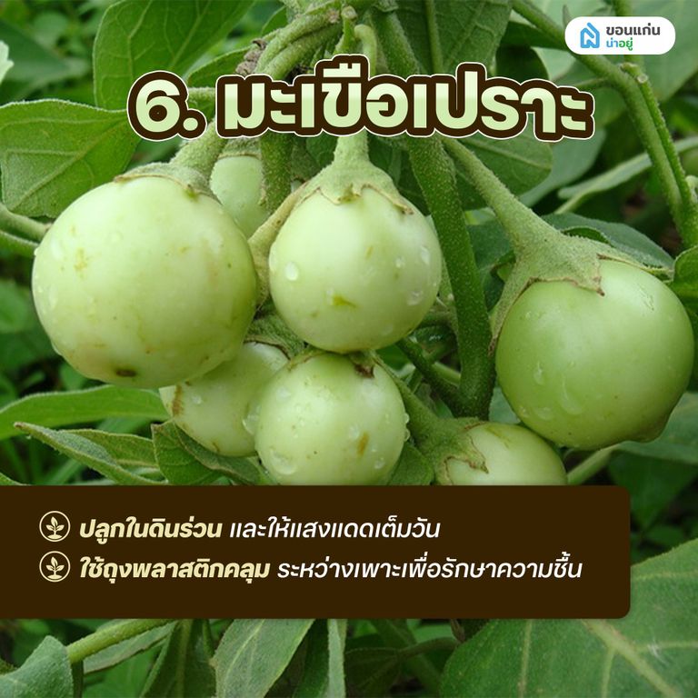 ผักสวนครัวสำหรับปลูกในกระถาง มะเขือเปราะ