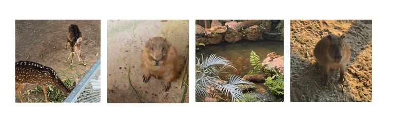 บ้านสวนฟรุ๊ตการ์เด้นส์ โซน mini zoo
