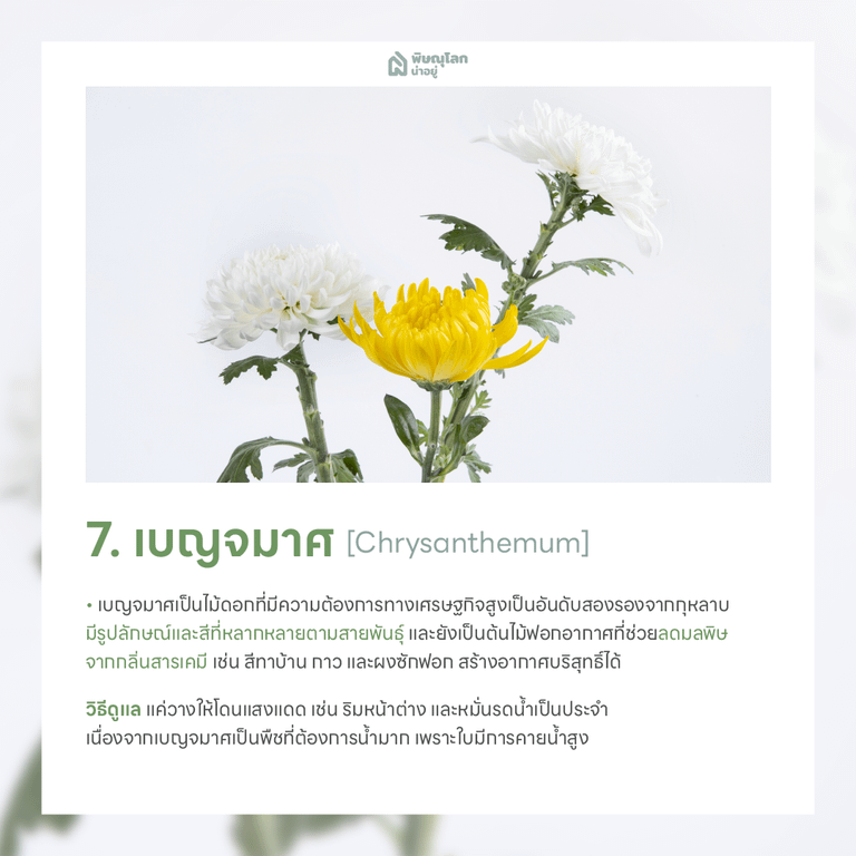เบญมาศ ต้นไม้ฟอกอากาศ ปลูกต้นไม้ในบ้านง่ายๆ ช่วยดักจับฝุ่น