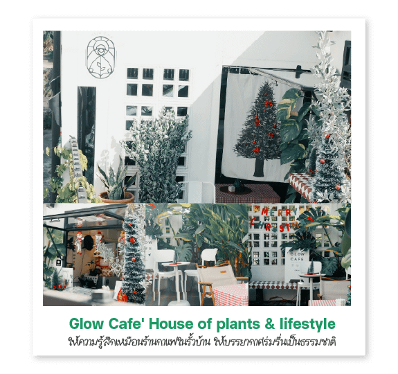 Glow Cafe' House of plants & lifestyle