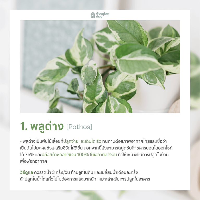 พลูด่าง ต้นไม้ฟอกอากาศ ปลูกต้นไม้ในบ้านง่ายๆ ช่วยดักจับฝุ่น