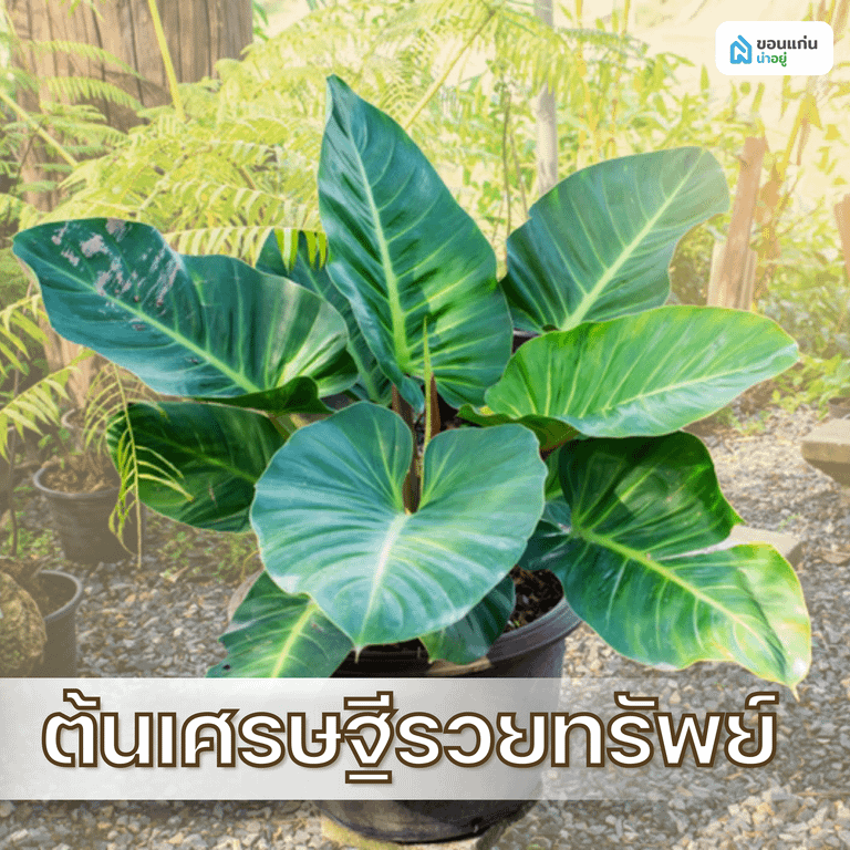 ต้นเศรษฐีรวยทรัพย์