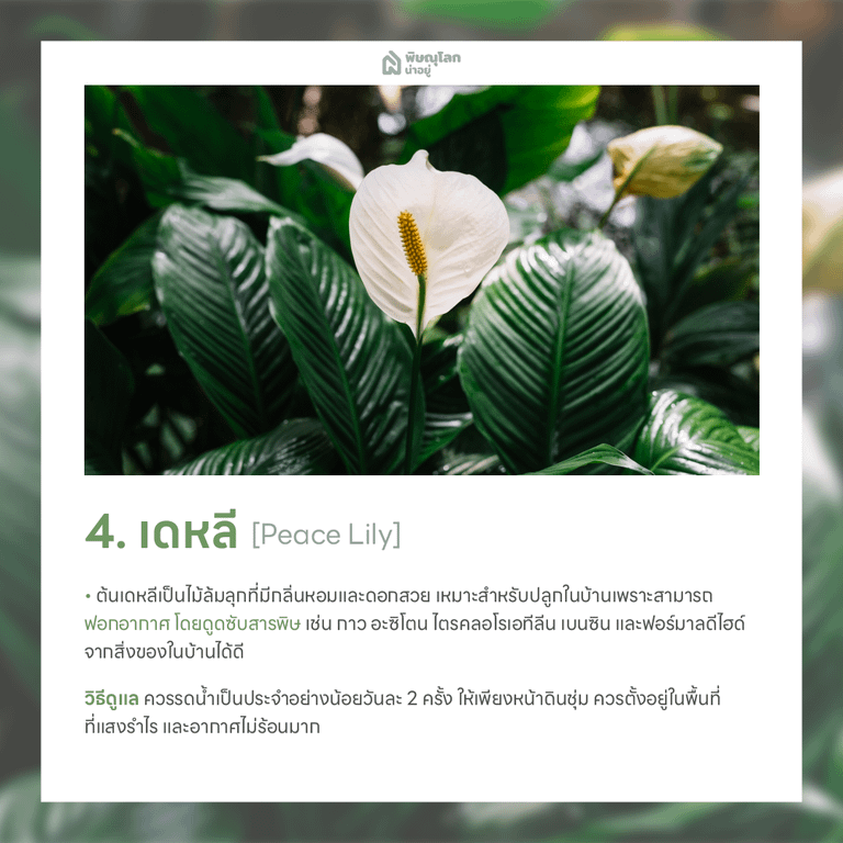 ต้นเดหลี ต้นไม้ฟอกอากาศ ปลูกต้นไม้ในบ้านง่ายๆ ช่วยดักจับฝุ่น