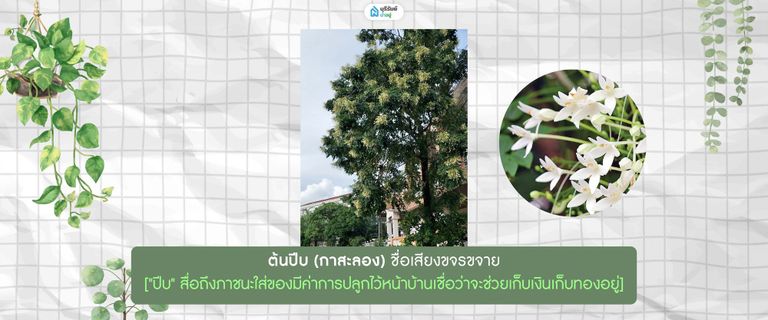 ต้นปีบ (กาสะลอง)