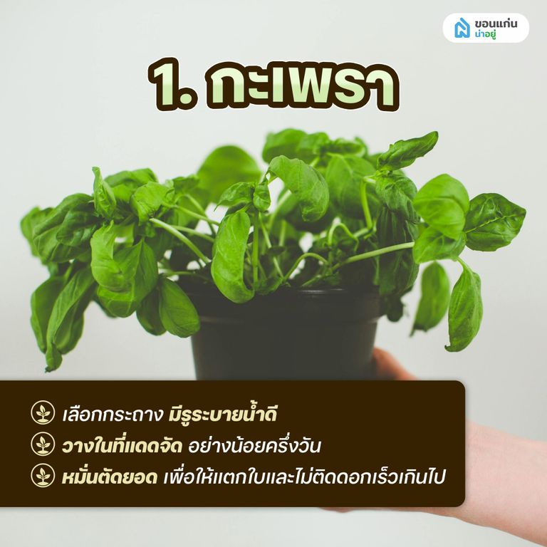 ผักสวนครัวสำหรับปลูกในกระถาง กะเพรา
