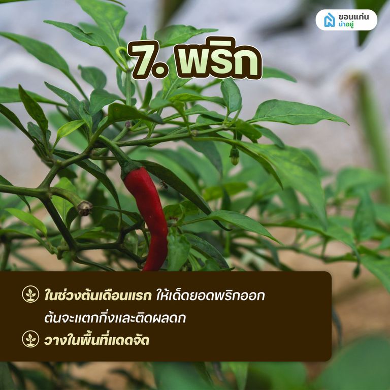 ผักสวนครัวสำหรับปลูกในกระถาง พริก