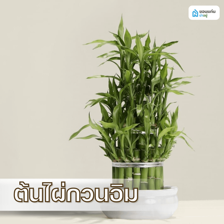 ไผ่กวนอิม