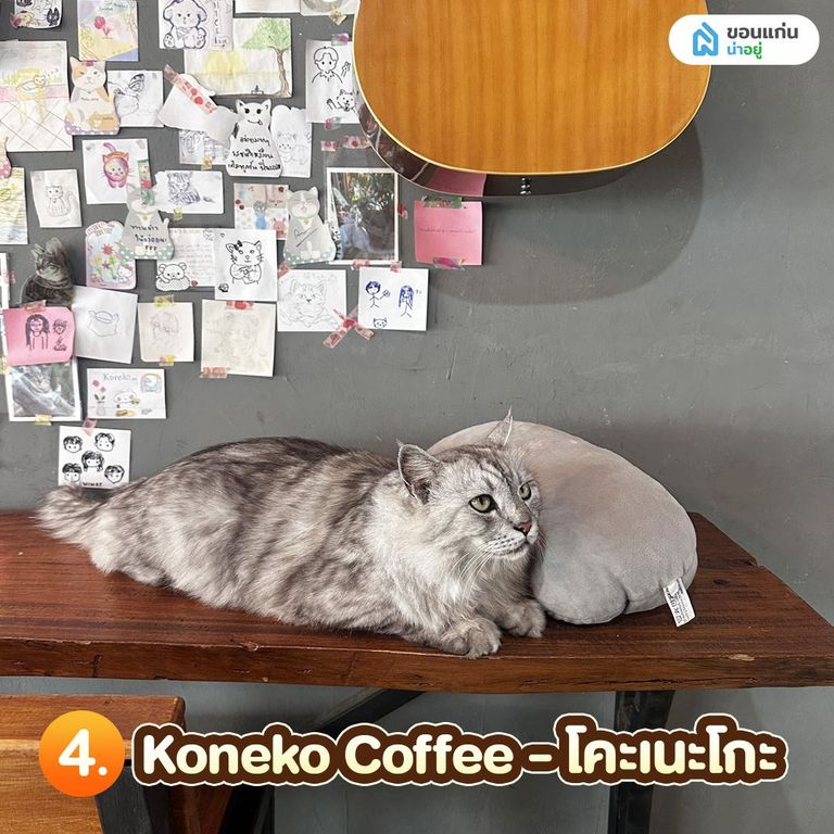 คาเฟ่แมวขอนแก่น Koneko Coffee - โคะเนะโกะ