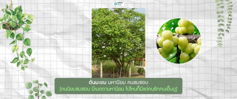 ต้นมะยม